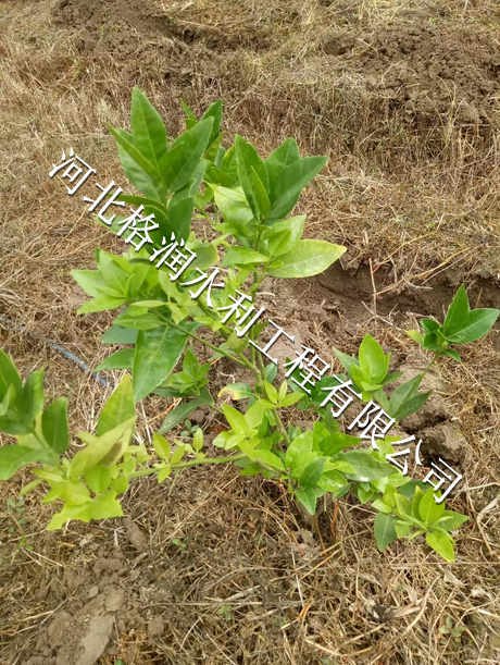 西充县青狮优质灌溉PE管批发/采购