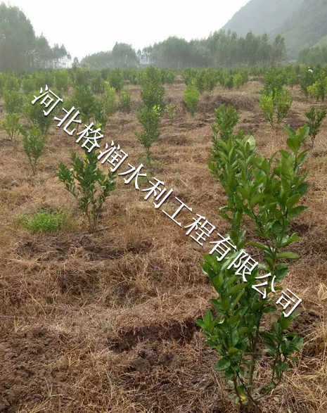 果树滴灌毛管|西充县青狮PE管现货