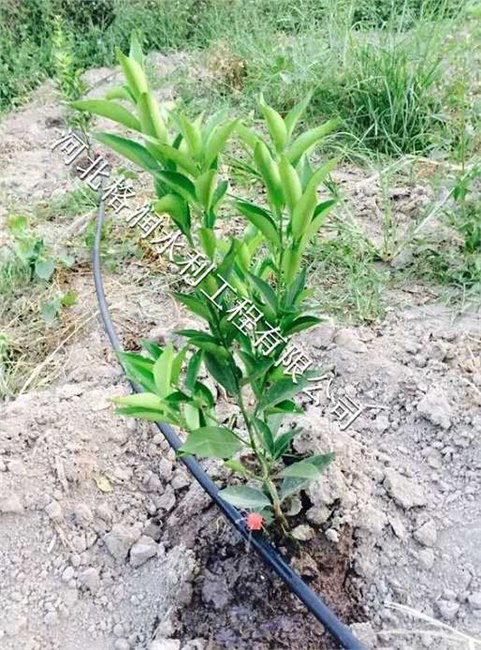 小管出流PE管|西充县槐树果树滴灌水肥一体化