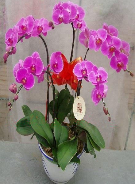 滨江花卉出租/萧山花卉租赁