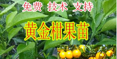 哪里有福州黄金柑果苗买