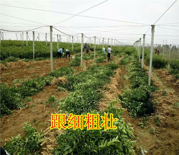 毕节哪里有南瓜桔苗买