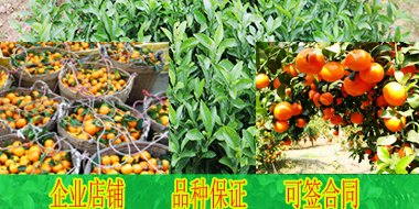 安顺哪里有沙糖桔苗卖