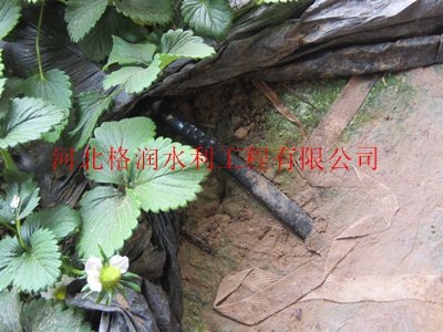 供应灌溉管|大棚四川米易县滴灌管