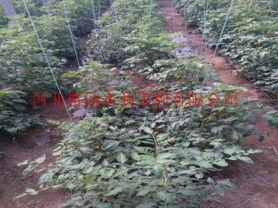 供应抗老化PE水管批发|四川米易县滴灌系列