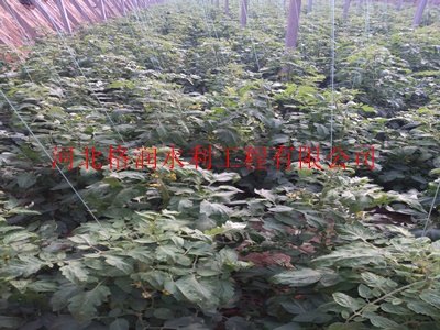 滴灌管厂家|四川米易县压力滴灌管