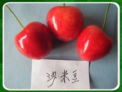 樱桃苗，樱桃苗种植基地