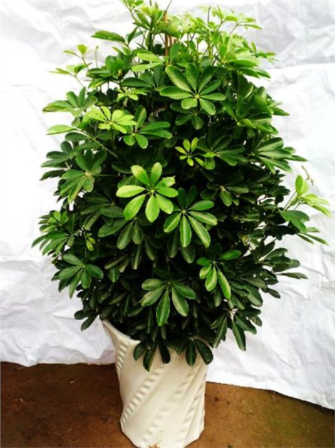 新乡花卉租赁价格/专业花卉租赁价格