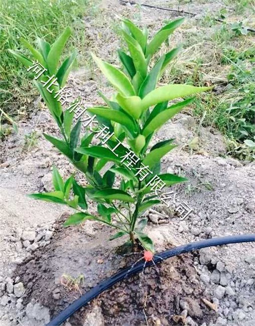 果树滴灌仁和区布德专用PE管|自产自销