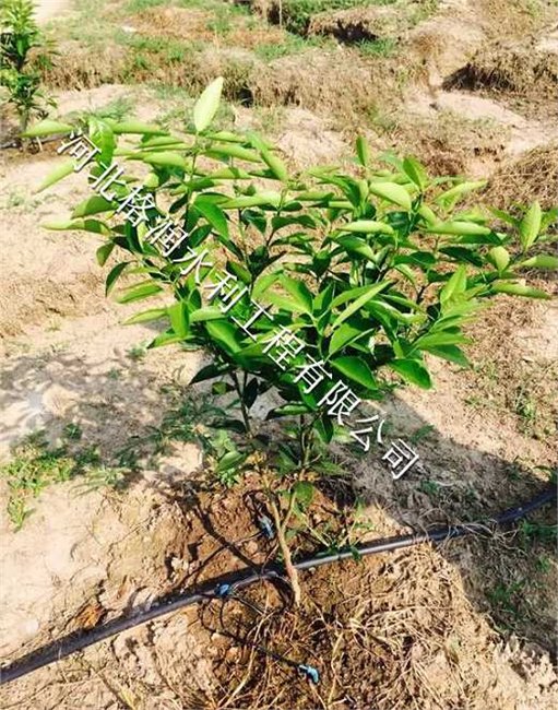 平原果树滴灌PE管仁和区布德专用大促销