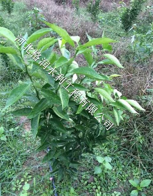 仁和区布德专用小管出流PE管价格|滴头厂家