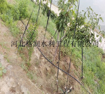 果树滴灌管批发价格|四川仁和区专用PE管
