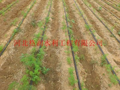 供应内蒙古赤峰市滴灌系统|大田滴灌设备