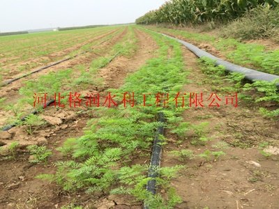 赤峰市滴灌带|厂家指导安装