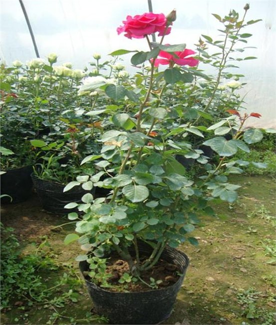 青州丰花月季小苗基地