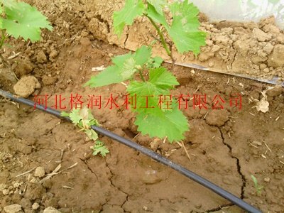 苍溪县永宁大田滴灌管生产厂家批发