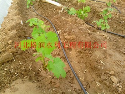 大田优质农田滴水管苍溪县三川价格