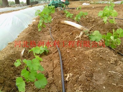 大田滴水软管苍溪县三川厂家耐磨