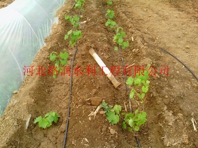 苍溪县三川大田滴水毛管厂家|纳米配方