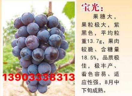 宝光葡萄苗 宝光葡萄苗价格