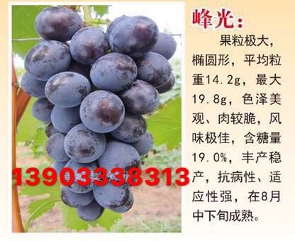 峰光葡萄苗 峰光葡萄苗价格