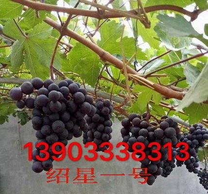绍兴一号葡萄苗 绍兴一号葡萄苗价格