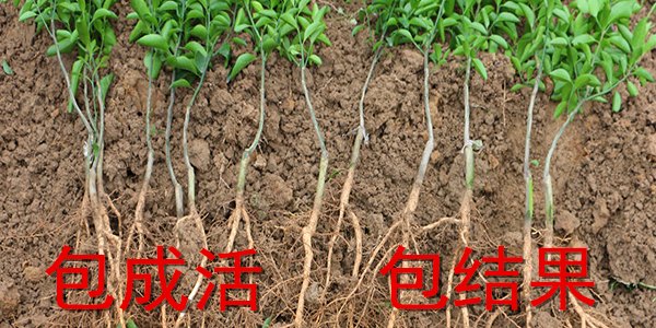 兴义哪里有柑橘树苗供应