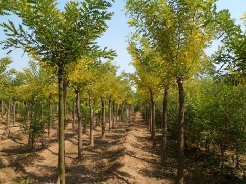 出售国槐苗直销 青林园林国槐苗价格