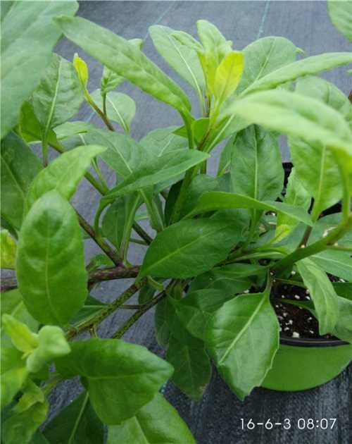 保健野菜厂家提供野菜厂家