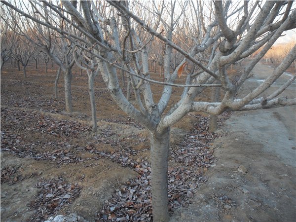 山东樱花，泰安樱花，山东泰安樱花，山东樱花树，浙江民营企业网