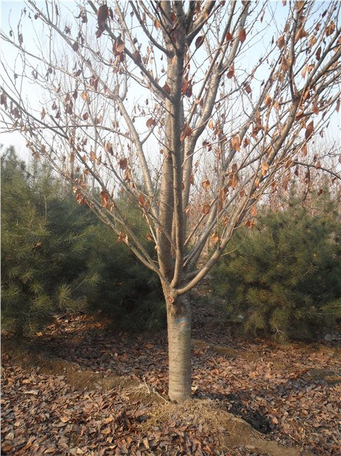山东泰安樱花基地泰安香花槐泰安玉兰泰安雪松泰安白皮松泰安五角枫