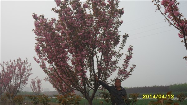 泰安国槐，泰安玉兰，泰安黄金槐，泰安白蜡，泰安樱花，泰安白皮松