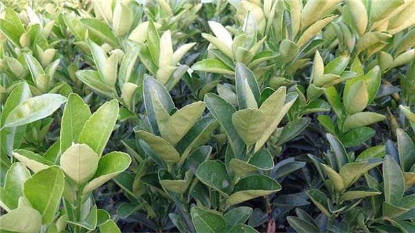 红河2016茂谷柑苗价格多少
