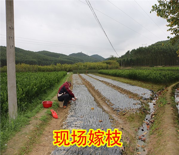 昭通广桔果苗价格多少钱