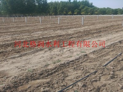 油葵膜下滴灌系统|乌兰察布滴灌带