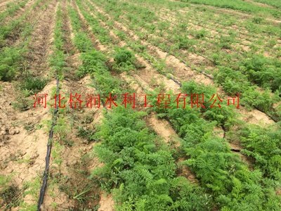乌兰察布大田油葵膜下滴灌
