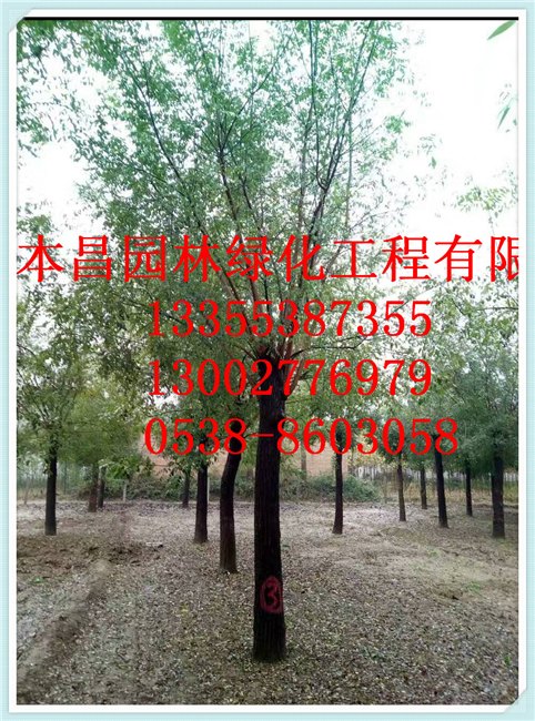 泰安黄金槐泰安黄金槐供应泰安市本昌园林绿化工程有限公司