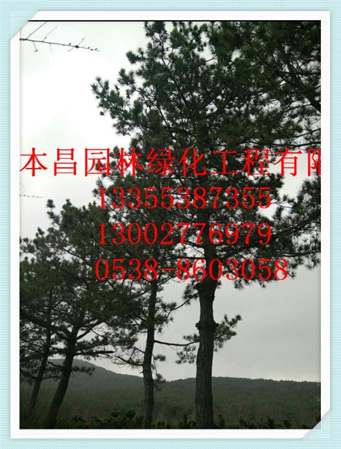 泰安油松泰安油松供应泰安市本昌园林绿化工程有限公司供应