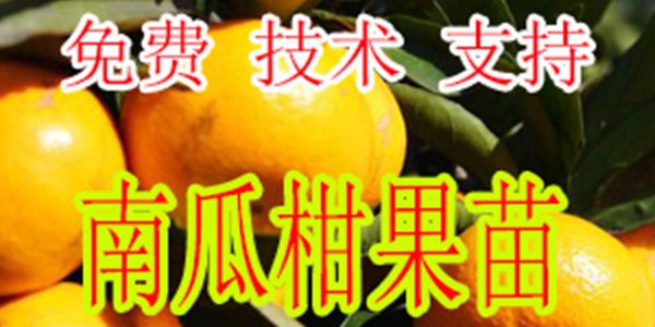 兴义哪里有南瓜桔苗批发