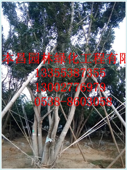 泰安朴树，泰安朴树供应