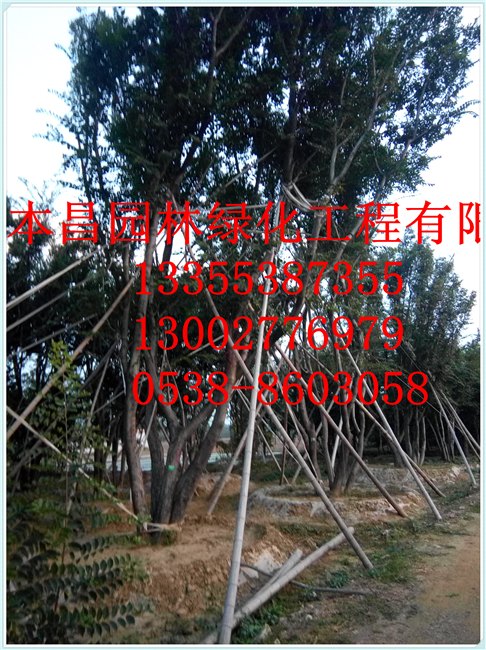 泰安丛生朴树，泰安丛生朴树供应，泰安本昌园林供应朴树