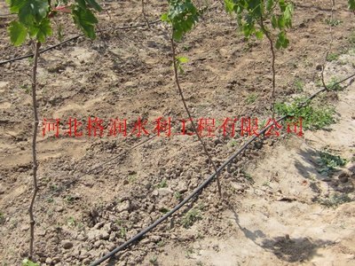 蓬安县利溪精品长期供应|压力滴灌管