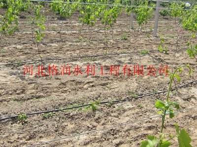 蓬安县利溪大田节水滴灌-滴灌管安装