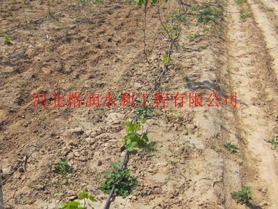 PE管件-蓬安县利溪大田滴灌PE管件价格