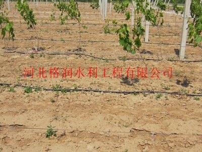 蓬安县利溪大田滴灌PE滴灌管滴灌厂家