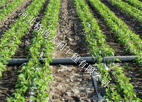 滴灌管价格|蓬安县利溪适用条件