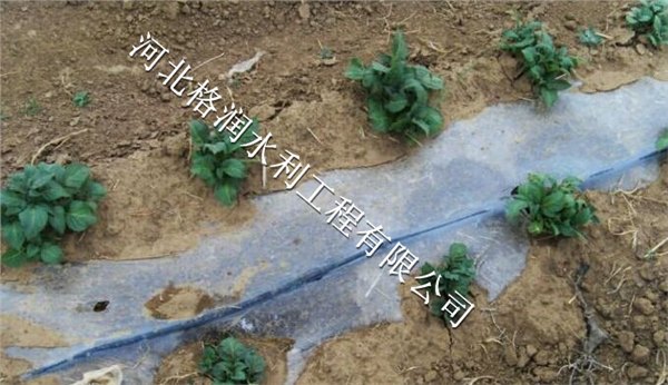 大田滴灌|蓬安县利溪抗老化PE水管