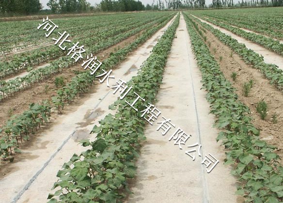 大田滴灌PE管|蓬安县利溪滴水毛管