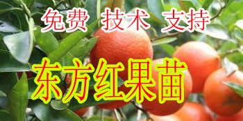 昭通哪里有东方红橘苗批发