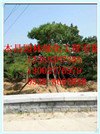 景松造型景松泰安市本昌园林绿化工程有限公司